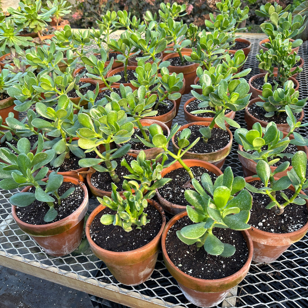 Container Plants - Jade