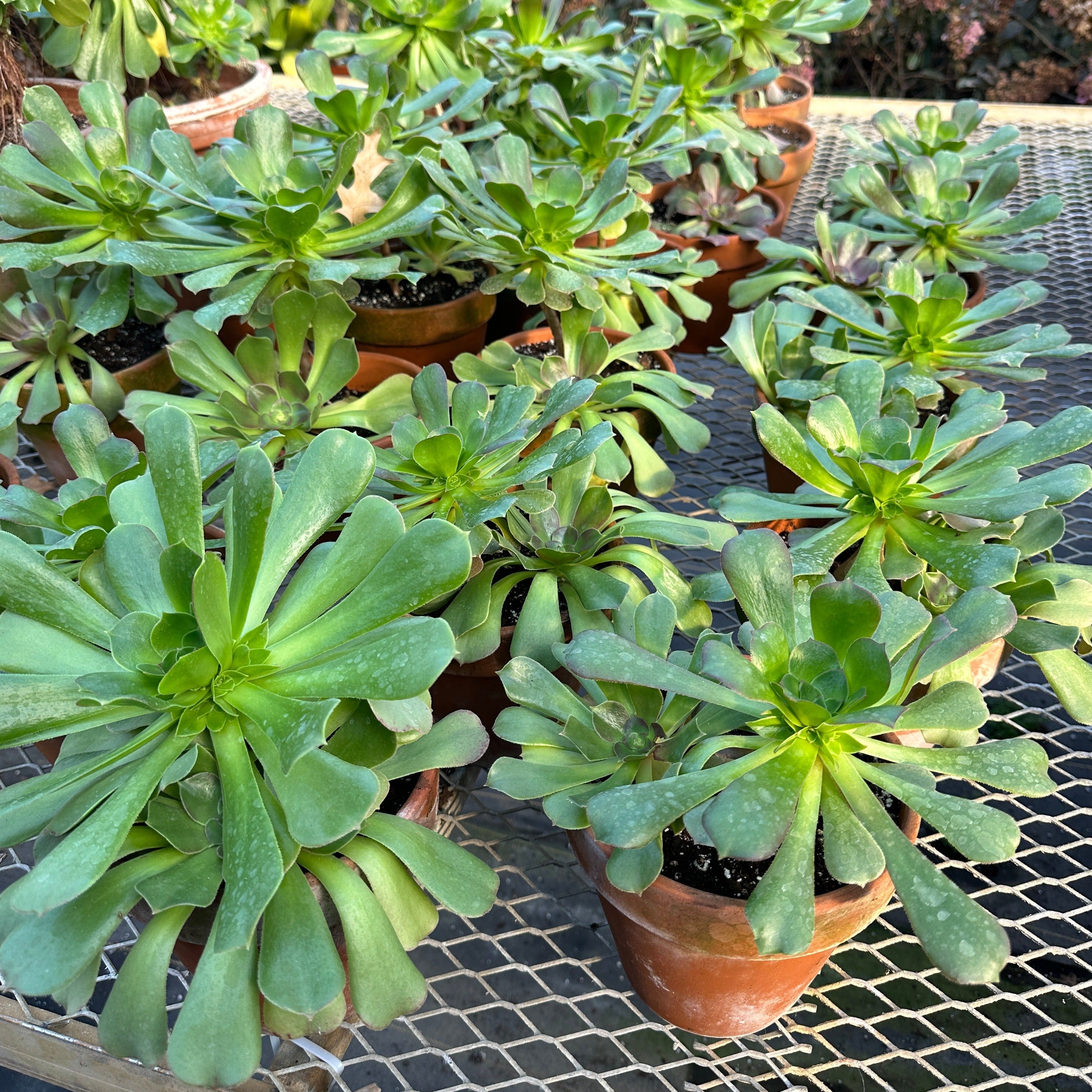 Container Plants - Aeonium arboreum