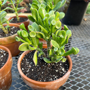 Container Plants-Jade 'Stovepipe'