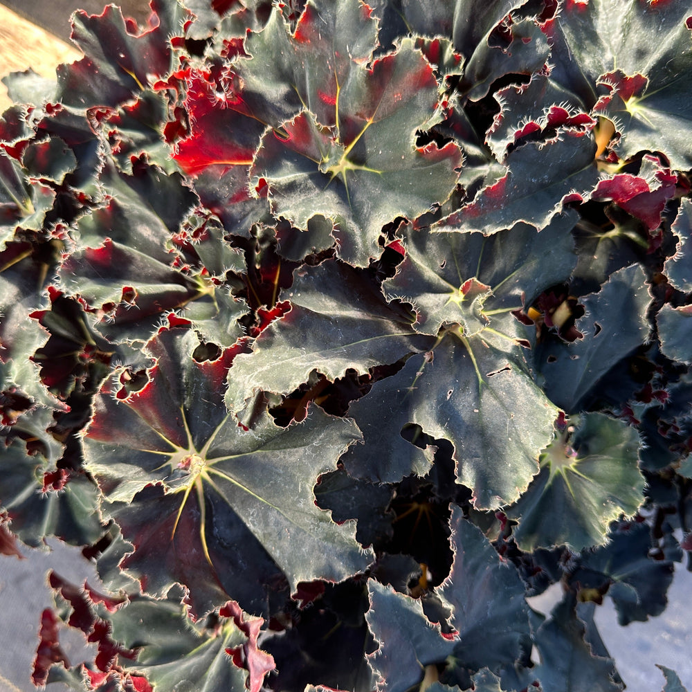 Container Plants-Begonia Black Mamba