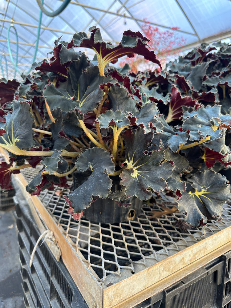 Container Plants-Begonia Black Mamba