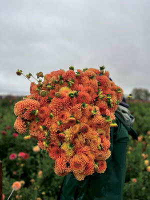 Dahlia Tuber-Crichton Honey