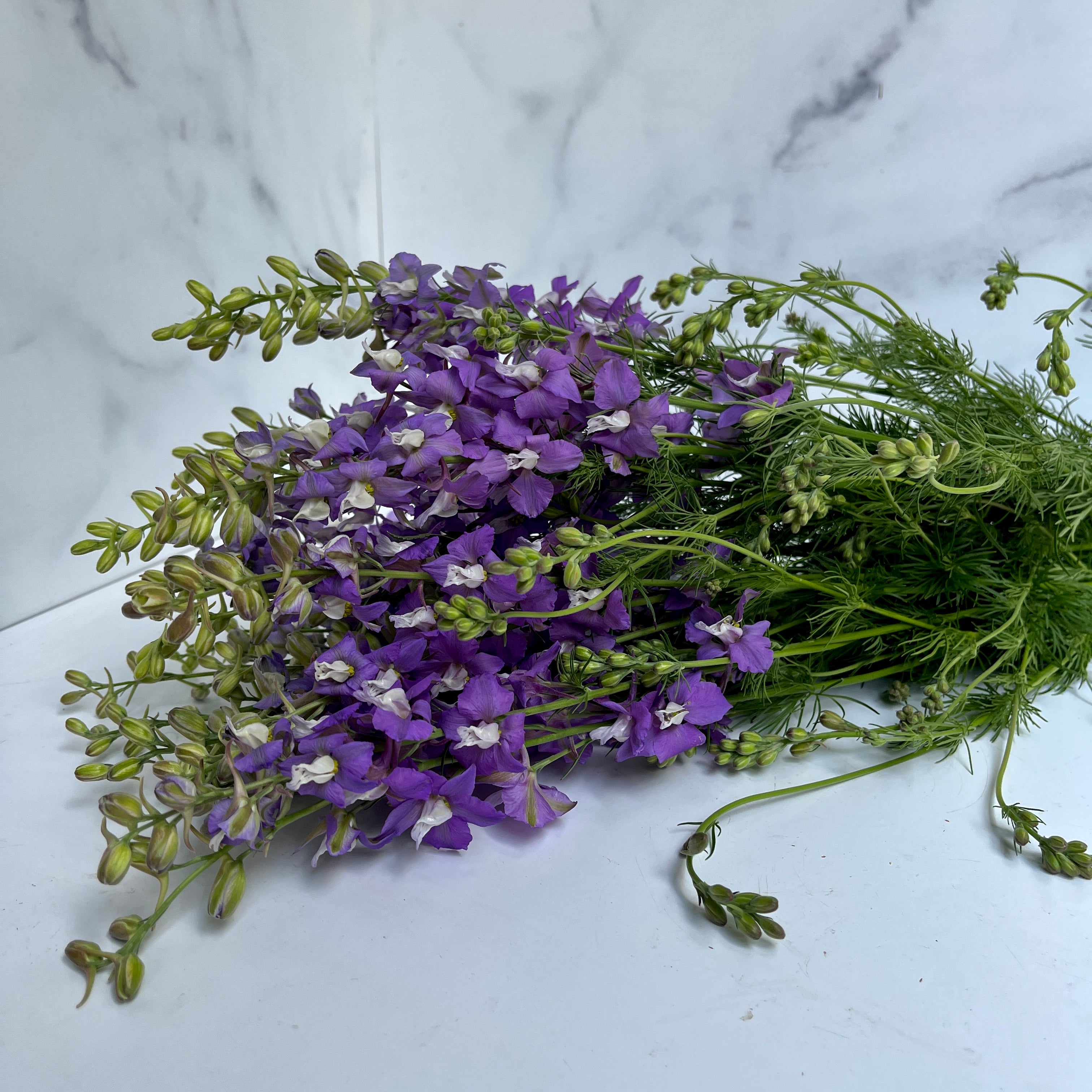 Larkspur-lavender