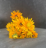 Rudbeckia-Gloriosa - SMFF Wholesale
