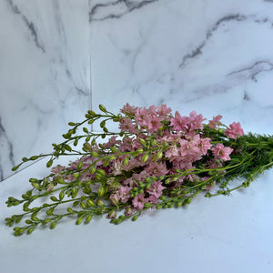 Larkspur-pink