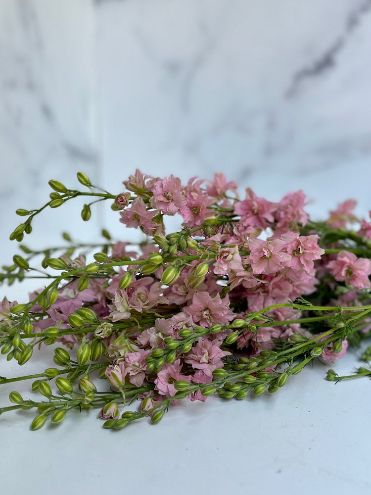 
            
                Load image into Gallery viewer, Larkspur-Pink
            
        