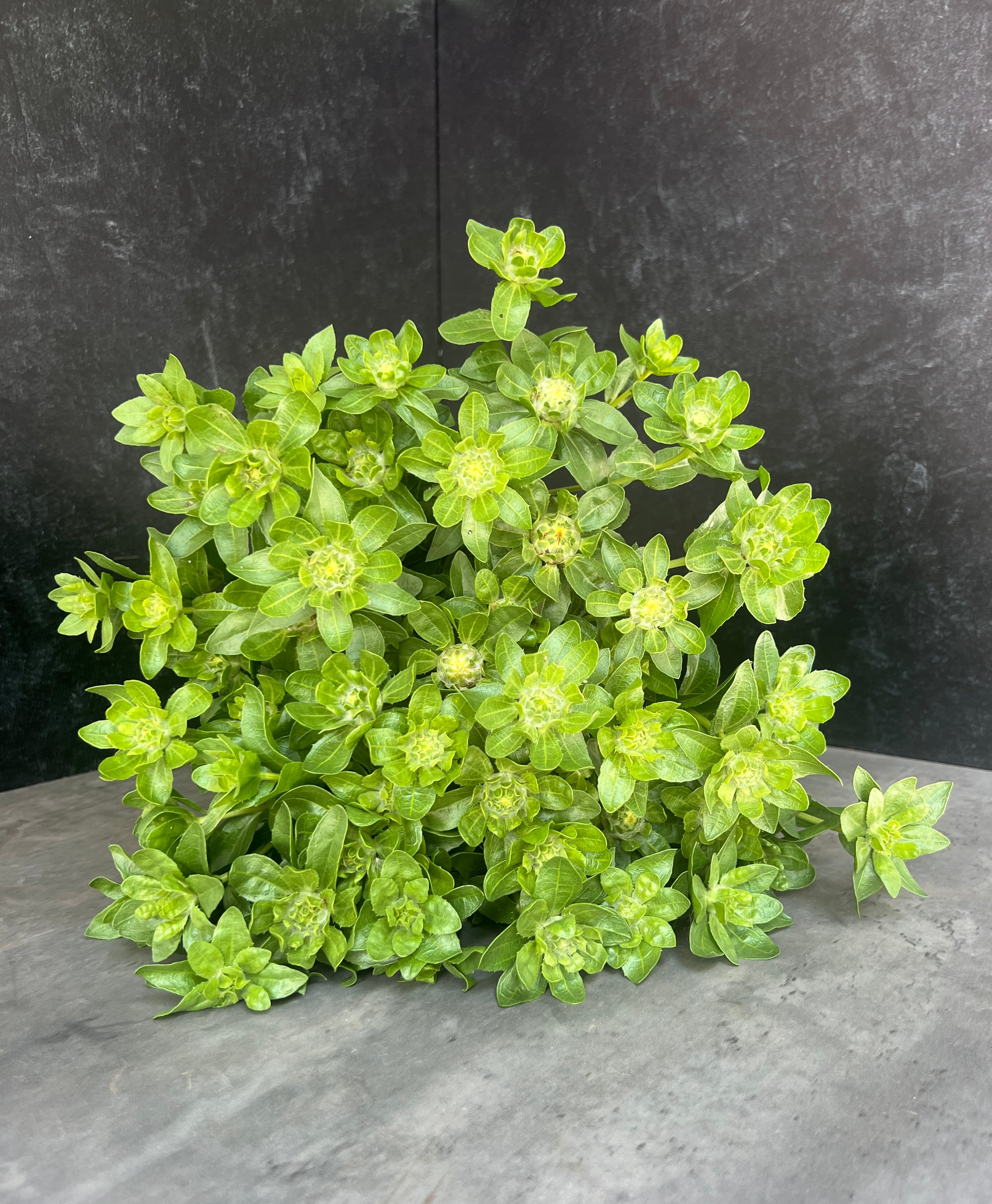 Safflower-Green