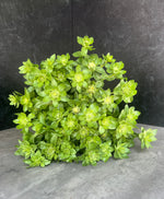Safflower-Green - SMFF Wholesale