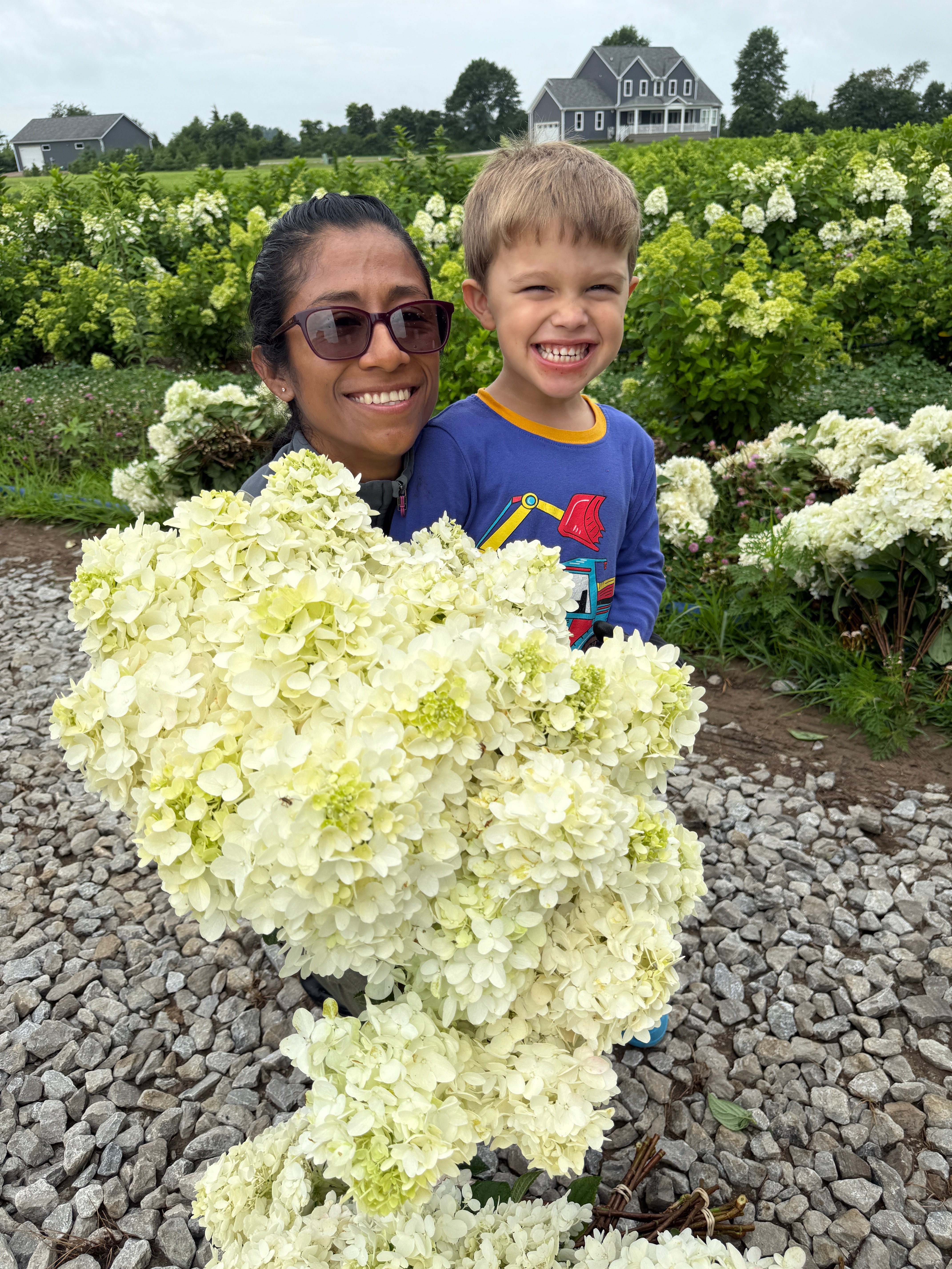 Hydrangea-Ivory Box Lot
