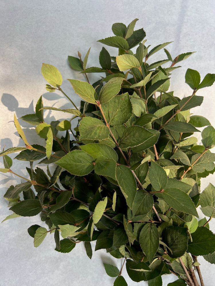 Viburnum Foliage-Juddii - SMFF Wholesale