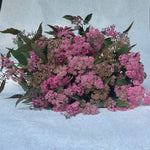 Spirea-Japonica Pink - SMFF Wholesale