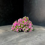 Dianthus-Bicolor - SMFF Wholesale
