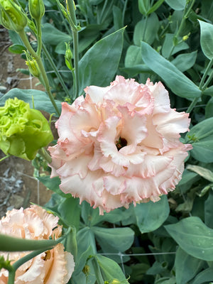 Lisianthus-Peach Bellini