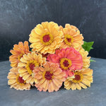 Zinnia-Floret Golden Hour - SMFF Wholesale