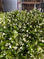 Mock Orange- Tall - SMFF Wholesale