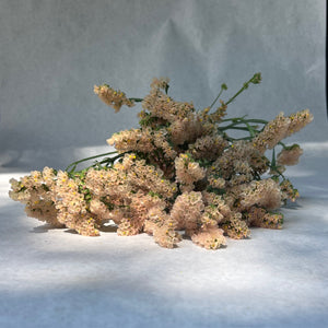 Statice-Peachy Apricot - SMFF Wholesale