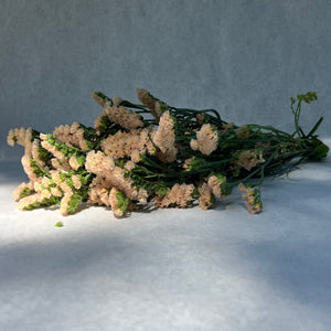 Statice-Peachy Apricot - SMFF Wholesale