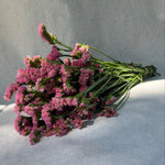 Statice-Pink - SMFF Wholesale