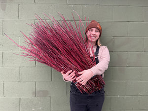 
            
                Load image into Gallery viewer, Red Twig Dogwood
            
        