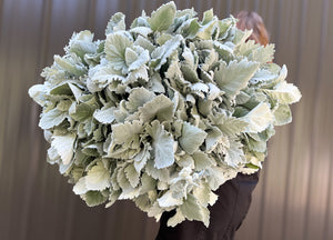 Dusty Miller New Look - SMFF Wholesale