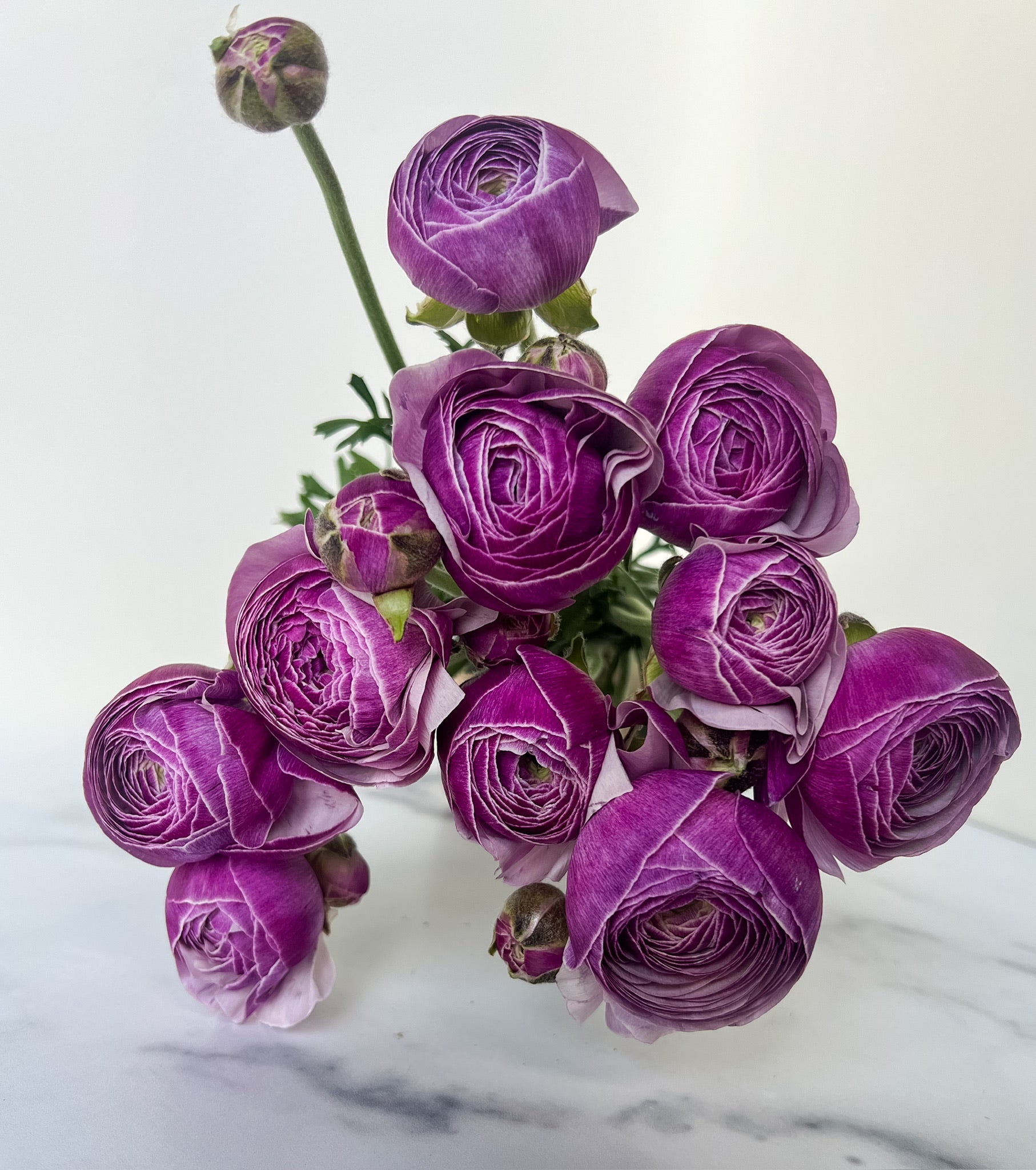 Ranunculus Specialty-Cloni Lavender
