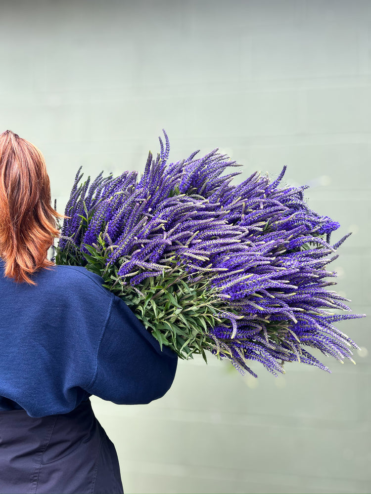 Veronica-Purple