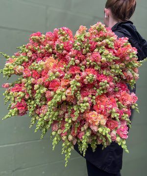 Snapdragon-Butterfly Bronze - SMFF Wholesale
