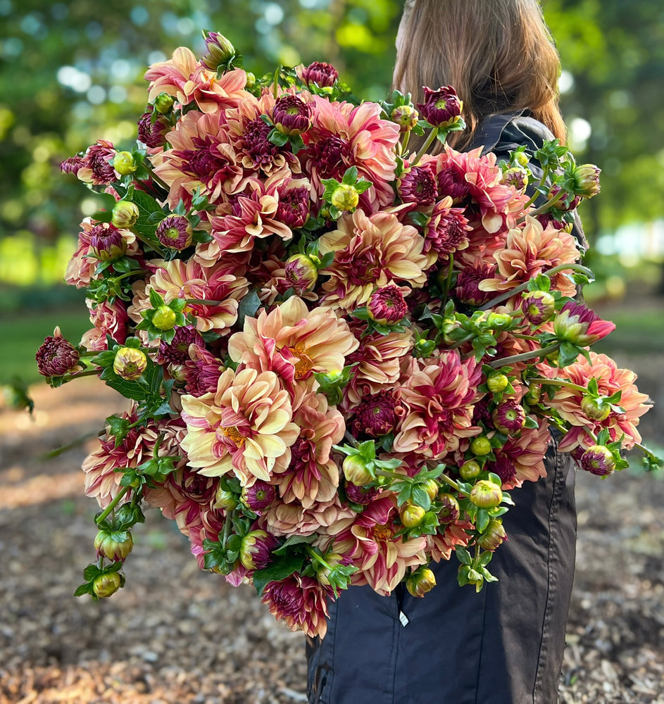 Dahlia Regular-Creme de Cognac - SMFF Wholesale