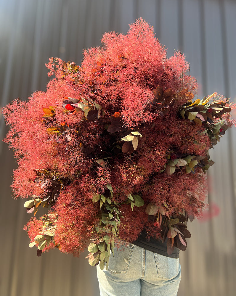 Smokebush with Smoke - SMFF Wholesale