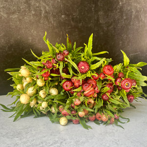 Strawflower-Mix - SMFF Wholesale