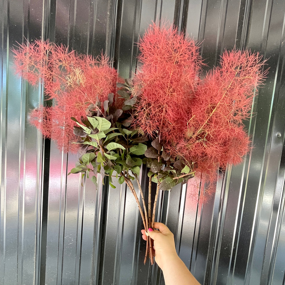Smokebush with Smoke-Medium 5 stems