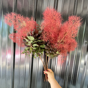 Smokebush with Smoke-Medium 5 stems