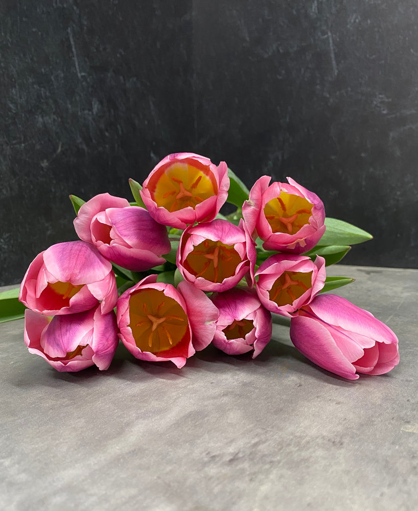 Tulip-Light and Dreamy