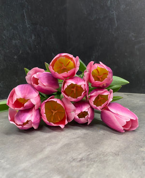 Tulip-Light and Dreamy