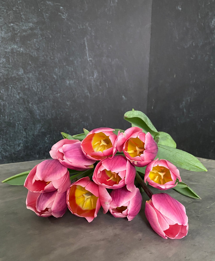 Tulip-Light and Dreamy