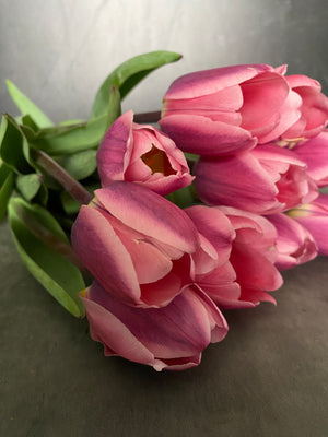 Tulip-Light and Dreamy