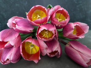 Tulip-Light and Dreamy