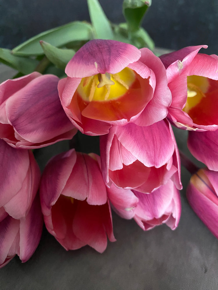 Tulip-Light and Dreamy