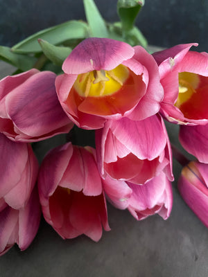 Tulip-Light and Dreamy