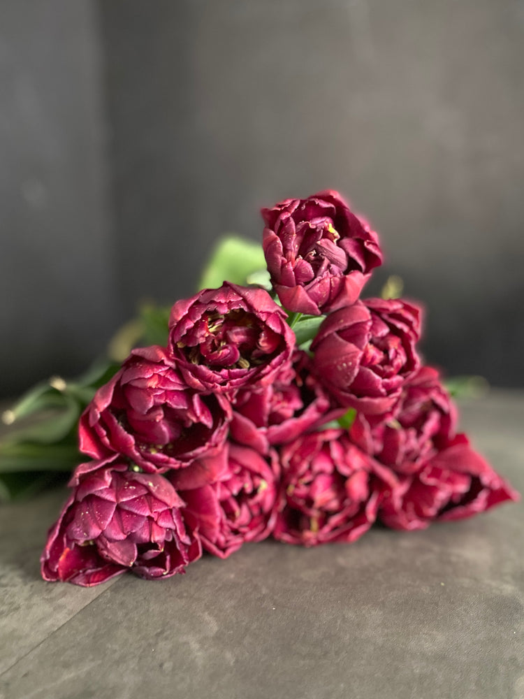 Tulip-Alison Bradley