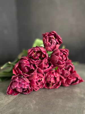 Tulip-Alison Bradley