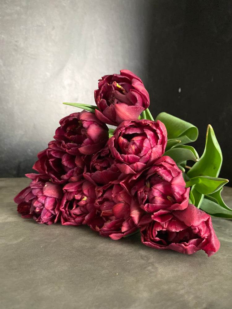 Tulip-Alison Bradley
