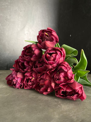 Tulip-Alison Bradley