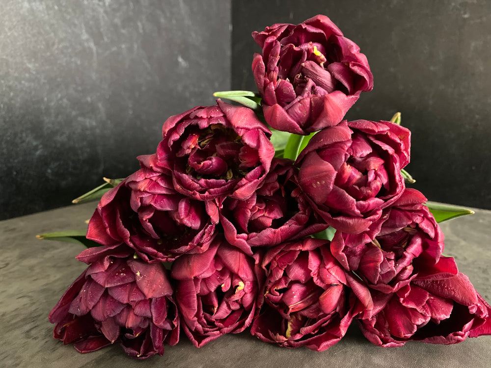 Tulip-Alison Bradley