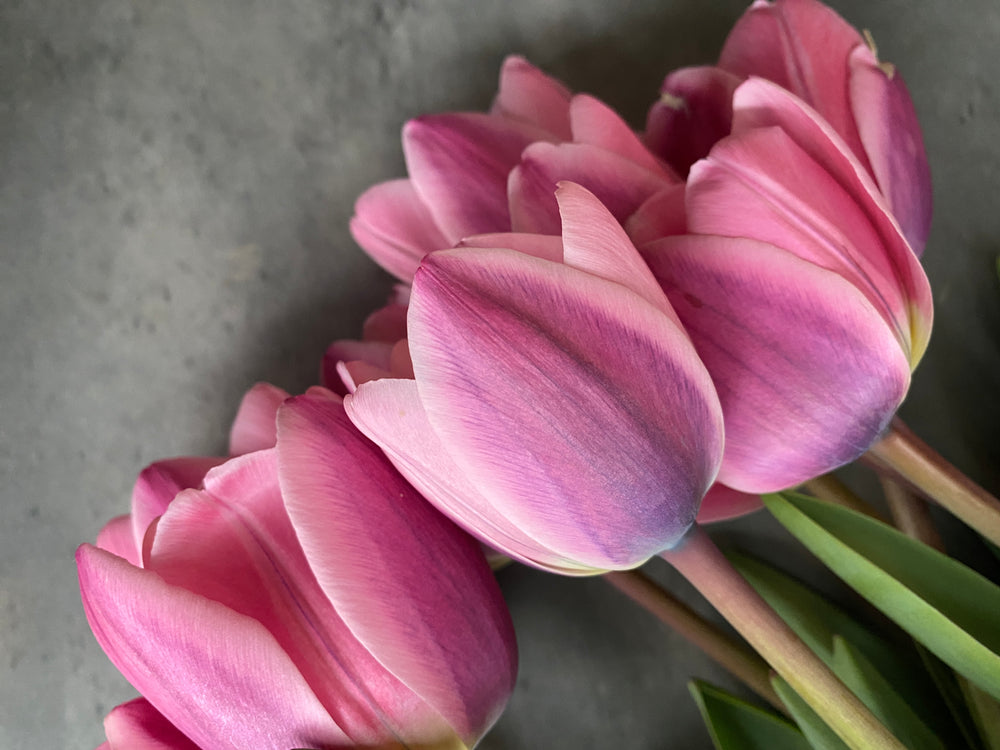 Tulip-Light and Dreamy