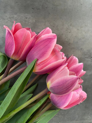 Tulip-Light and Dreamy