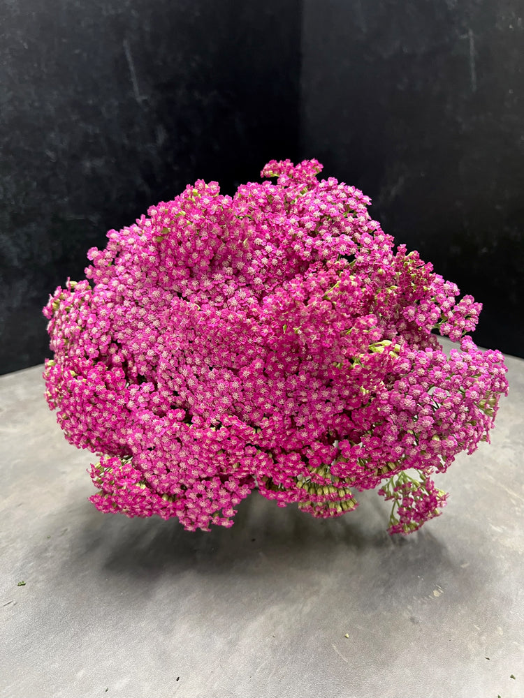 Yarrow-Pink