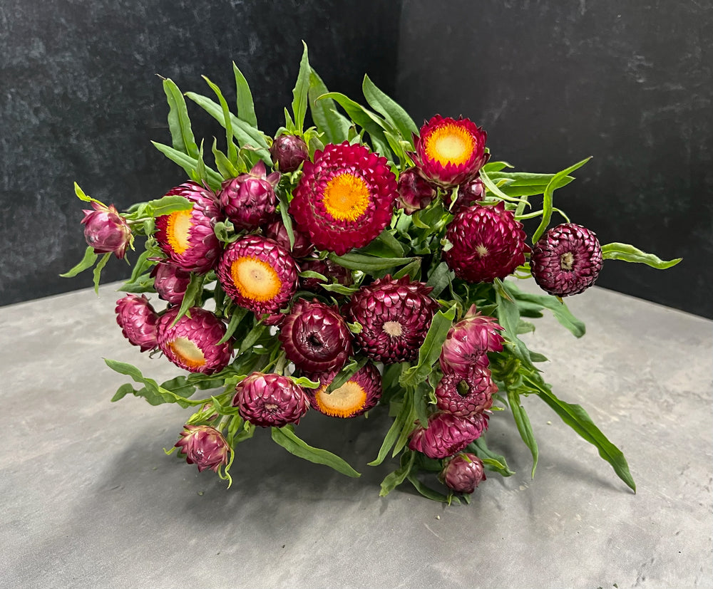 Strawflower-Cranberry Rose