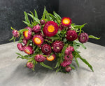 Strawflower-Cranberry Rose - SMFF Wholesale