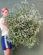 Limonium-Piña Colada - SMFF Wholesale